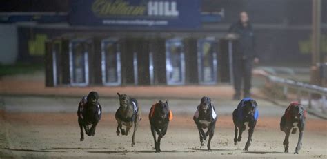 greyhound derby heats betting - Greyhound Tips: Your eight best bets in the English 